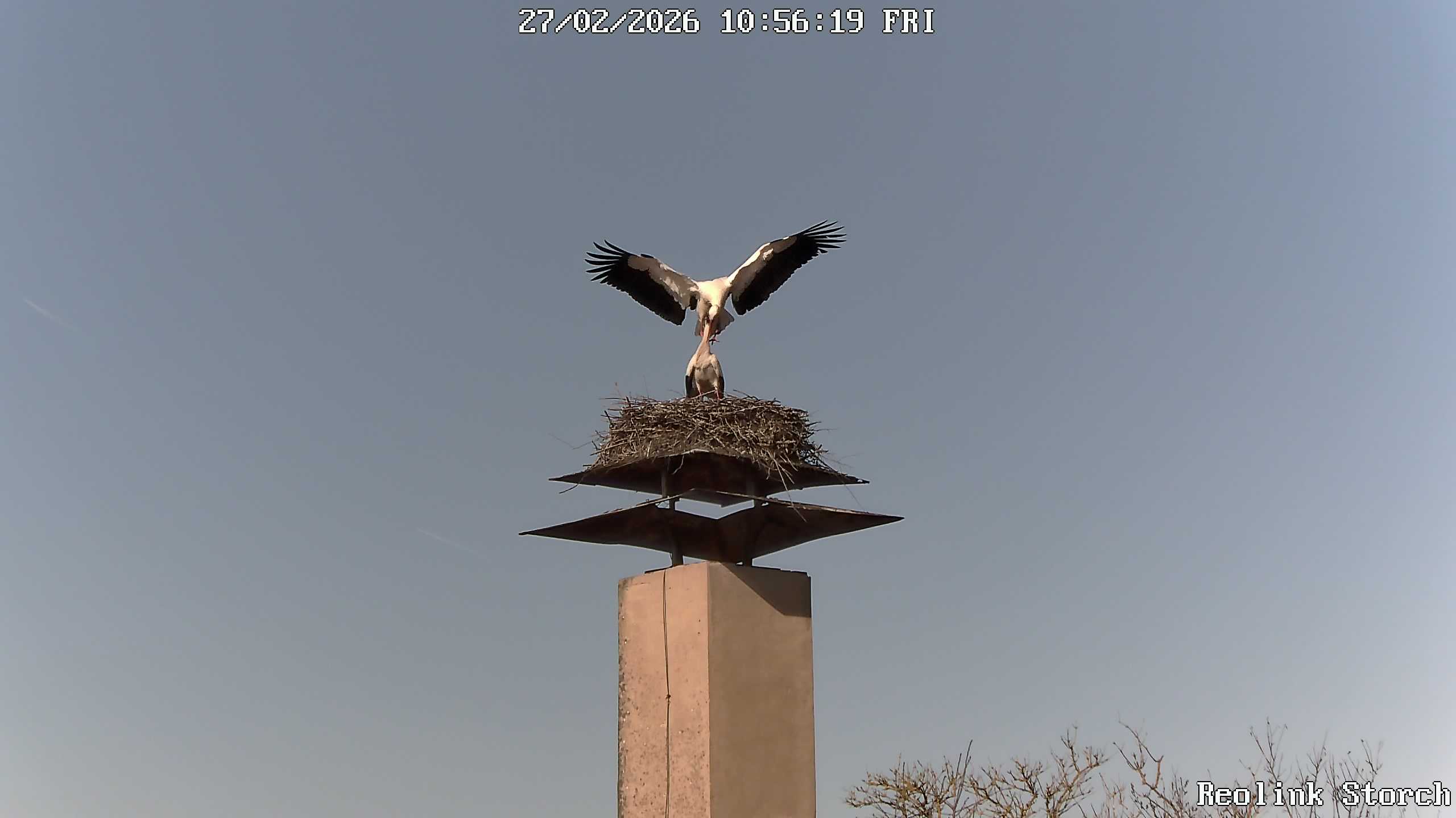 Storchencam Bild
